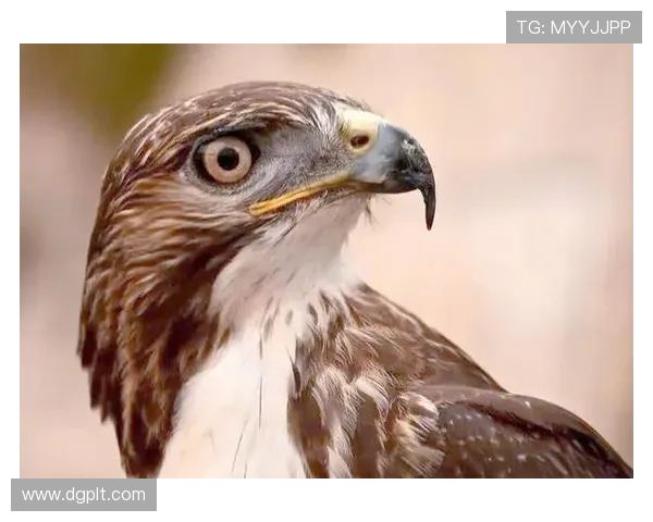 老鹰重生之路：年轻核心崛起与未来展望分析